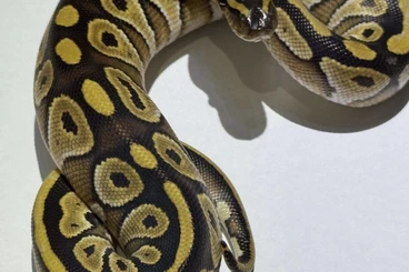 Königspythons kaufen und verkaufen Foto: Königspython Mojave Double het. Albino piebald