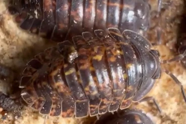 Krebstiere terrestrisch  kaufen und verkaufen Foto: Isopods Cubaris Troglodillo Adinda Porcellio