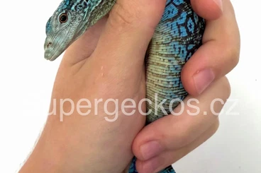 Monitor lizards kaufen und verkaufen Photo: Varanus macraei  very blue CB25