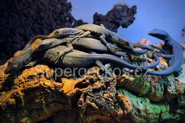 Monitor lizards kaufen und verkaufen Photo: Varanus beccarii CB 1/26 / Black tree monitor