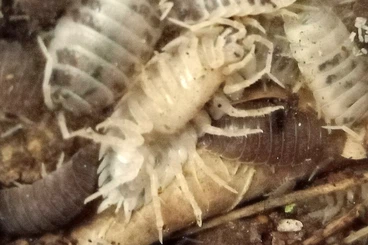 Crustraceae non aquatic kaufen und verkaufen Photo: Porcellio laevis panda Asseln