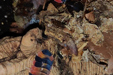 Insekten kaufen und verkaufen Foto: Ardentiella sp. Phoenix - Merulanella - Zierasseln - Terrarium