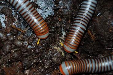 Insekten kaufen und verkaufen Foto: Atopochetus sp. "Borneo" - Tausendfüßer - Asseln - Terrarium