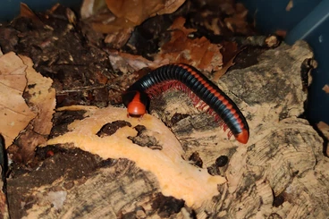 Insects kaufen und verkaufen Photo: Xenobolus carnifex - Tausendfüßer - Asseln - Terrarium