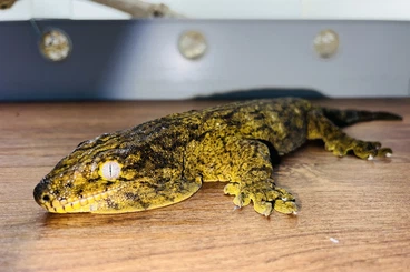 Geckos kaufen und verkaufen Foto: 0.1 Rhacodactylus leachianus Yate Bubba Line