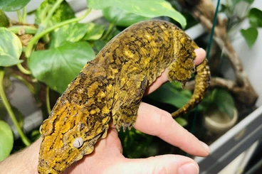 Geckos kaufen und verkaufen Foto: 0.1 Rhacodactylus leachianus Yate Dark Morph