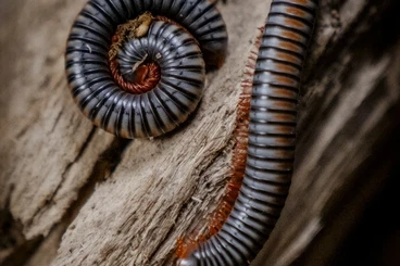 Insekten kaufen und verkaufen Foto: Lasta day of shipping Monday 1st December