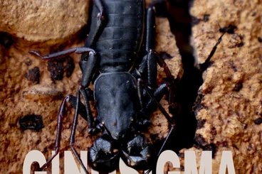 Spiders and Scorpions kaufen und verkaufen Photo: Lasta day of shipping December 1st