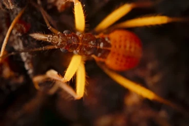 Insekten kaufen und verkaufen Foto: Shipping restart from the January 12