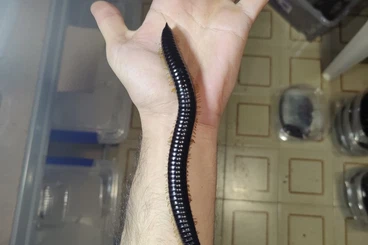 Insekten kaufen und verkaufen Foto: Offer for Shipping Monday