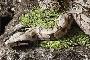 Snakes kaufen und verkaufen Photo: Hobbyauflösung hamm/ recklinghausen