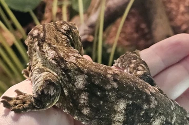 Geckos kaufen und verkaufen Photo: Hobbyauflösung hamm/ recklinghausen