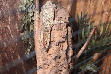 Echsen  kaufen und verkaufen Foto: 1.0 varanus auffenbergii