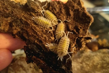 Crustraceae non aquatic kaufen und verkaufen Photo: Porcellio bolivari "Yellow Ghost"