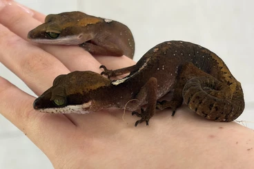 Geckos kaufen und verkaufen Foto: 3.3 Aeluroscalabotes cf. dorsalis