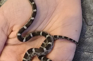 Colubrids kaufen und verkaufen Photo: Heterodon Nasicus/Pantherophis