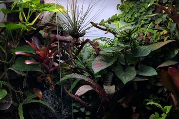 Poison dart frogs kaufen und verkaufen Photo: dendrobates tinctorius alanis 0.1