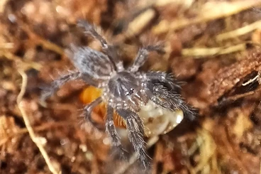 Spiders and Scorpions kaufen und verkaufen Photo: Heterothele Villosella / shipping with heatpack