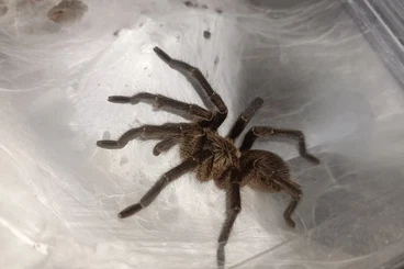 Spiders and Scorpions kaufen und verkaufen Photo: Few MALE for sale / shipping