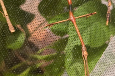 Insekten kaufen und verkaufen Foto: Biete verschiedene Phasmiden