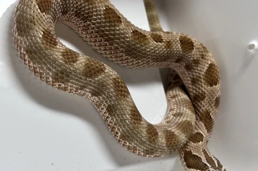 Nattern ungiftige  kaufen und verkaufen Foto: 2.1 Heterodon nasicus Hakennasennatter 100% Het Lavender Nachzuchten