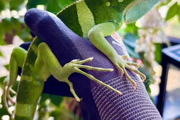 andere Echsen kaufen und verkaufen Foto: 1.0 Brachylophus fasciatus Fidschi Leguan DNZ 2024