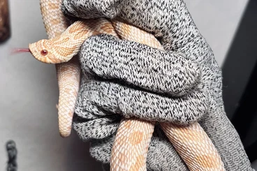 Nattern ungiftige  kaufen und verkaufen Foto: 0.1 Heterodon nasicus Hakennasennatter Arctic Albino