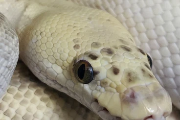 Ball Pythons kaufen und verkaufen Photo: 1.0 Python Regius Königspython Lesser Fire Clown proven breeder