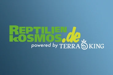 Echsen  kaufen und verkaufen Foto: Tribolonotus, Hypsilurus, Gonocephalus, Chondrodactylus