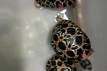 Landschildkröten kaufen und verkaufen Foto: As. radiata, Stig. p. pardalis,  1,0  G.platynota