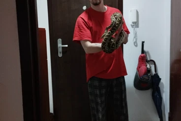 Snakes kaufen und verkaufen Photo: Python bivitatus progschai