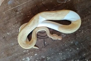 Ball Pythons kaufen und verkaufen Photo: 3 Köpys abzugeben in 38350