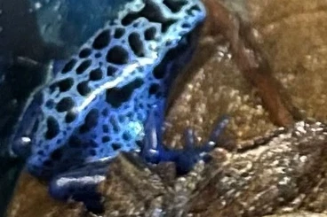 Poison dart frogs kaufen und verkaufen Photo: 0,0,2 Dendrobates tinctorius azureus