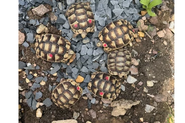 Landschildkröten kaufen und verkaufen Foto: Breitrandschildkröten NZ. 24/25 nach Winterstarre abzugeben