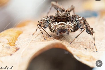 echte Webspinnen kaufen und verkaufen Foto: PORTIA LABIATA Jumping spiders , PIKACHU Hyllus