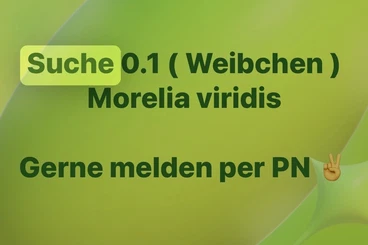 Pythons kaufen und verkaufen Photo: Suche Morelia viridis Weibchen Baumpython 0.1
