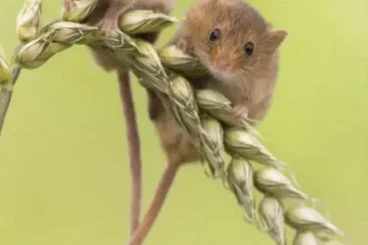 Exotic mammals kaufen und verkaufen Photo: Zwergmaus - Micromys minutus