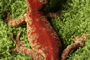 Geckos kaufen und verkaufen Foto: Auriculatus, chahoua, leachianus