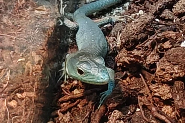 andere Echsen kaufen und verkaufen Foto: 2.0 Gastropholis prasina - Blaugrüne Baumeidechse