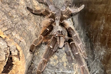 - bird spiders kaufen und verkaufen Photo: 0.1 Ceratogyrus darlingi KL 3-3,5cm