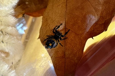 other spiders kaufen und verkaufen Photo: Phidippus regius Bahamas ab FH3 - Auf Wunsch als echtes Komplettset