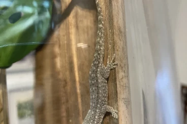 Echsen  kaufen und verkaufen Foto: Phelsuma guimbeaui, Mauritius Taggecko