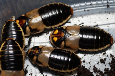Insekten kaufen und verkaufen Foto: Cockroaches, centipedes, millipides