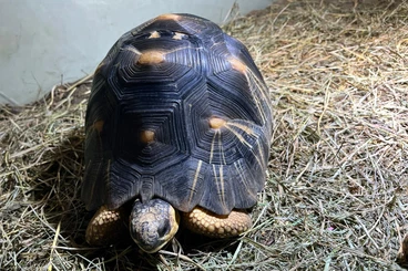 Tortoises kaufen und verkaufen Photo: Astrochelys Radiata NZ 2017