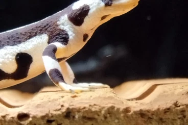 Molche kaufen und verkaufen Foto: Verkaufe Neurergus Kaiseri