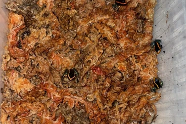 Poison dart frogs kaufen und verkaufen Photo: Phyllobates aurotaenia 0.0.30