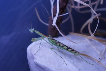 Insects kaufen und verkaufen Photo: Omomantis Zebrata L2/L3, L5/L6