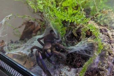 - bird spiders kaufen und verkaufen Photo: Verschiedene Spinnen abzugeben