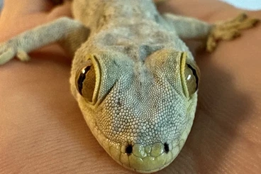 Geckos kaufen und verkaufen Photo: Looking for female Blaesodactylus boivini
