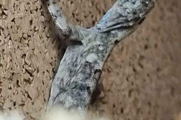 Lizards kaufen und verkaufen Photo: 1,1 Draco volans for Houten / Ziva Exotica